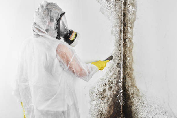 Best Affordable Mold Removal  in Moundridge, KS