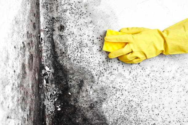 Best Local Mold Removal Service  in Moundridge, KS