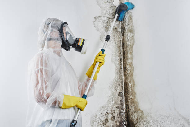 Mold Removal Process in Moundridge, KS
