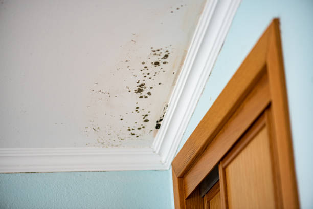 Best Mold Damage Repair  in Moundridge, KS