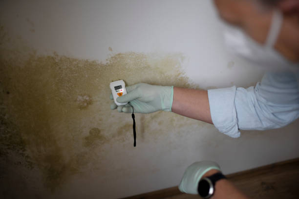 Best Toxic Mold Removal  in Moundridge, KS