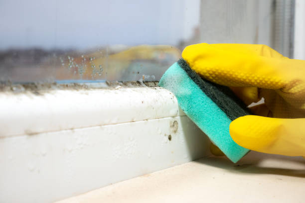 Best Mold Remediation  in Moundridge, KS