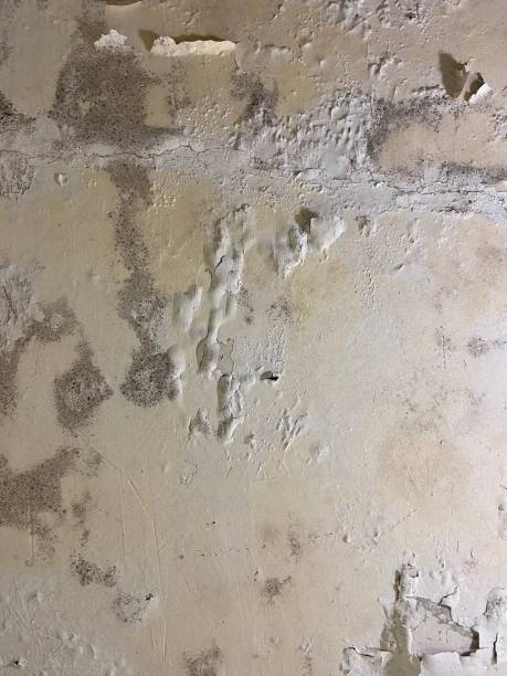 Best Attic Mold Removal  in Moundridge, KS