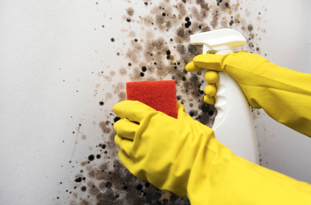 Best Crawl Space Mold Removal  in Moundridge, KS