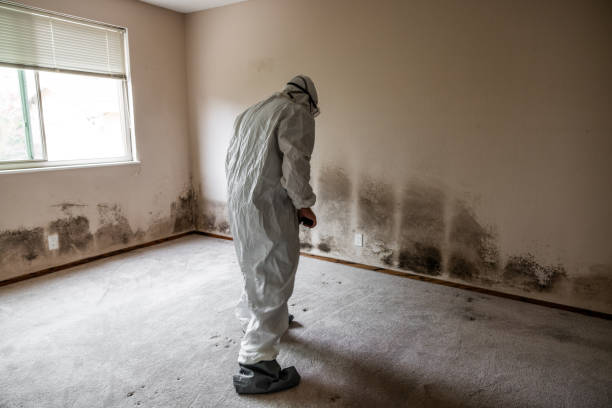 Trusted Moundridge, KS Mold Removal Experts