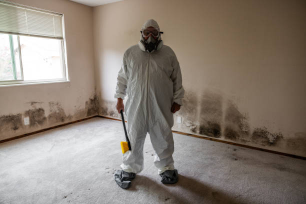 Best Local Mold Removal Service  in Moundridge, KS