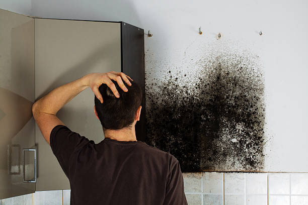 Best Office Mold Removal Services  in Moundridge, KS